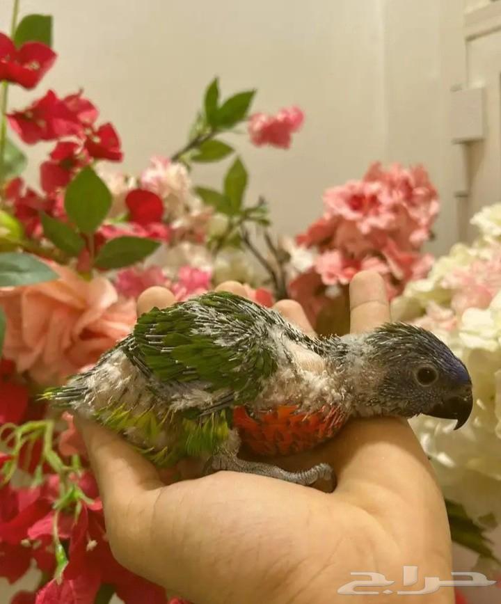 Lori Gh. Al-Amr. One month and ten days64559280970626110