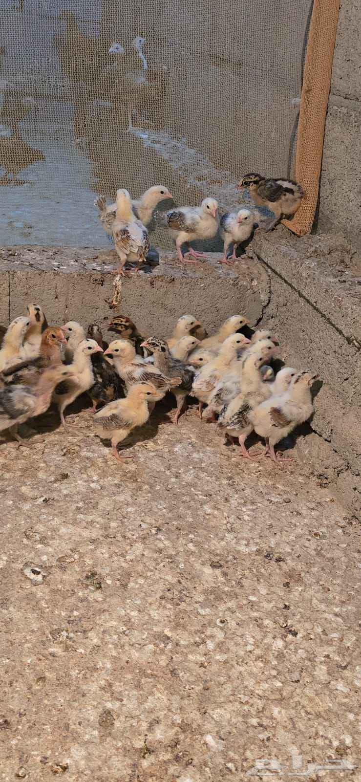 صوص بلدي الوان فواتح مميزه64554928408834110