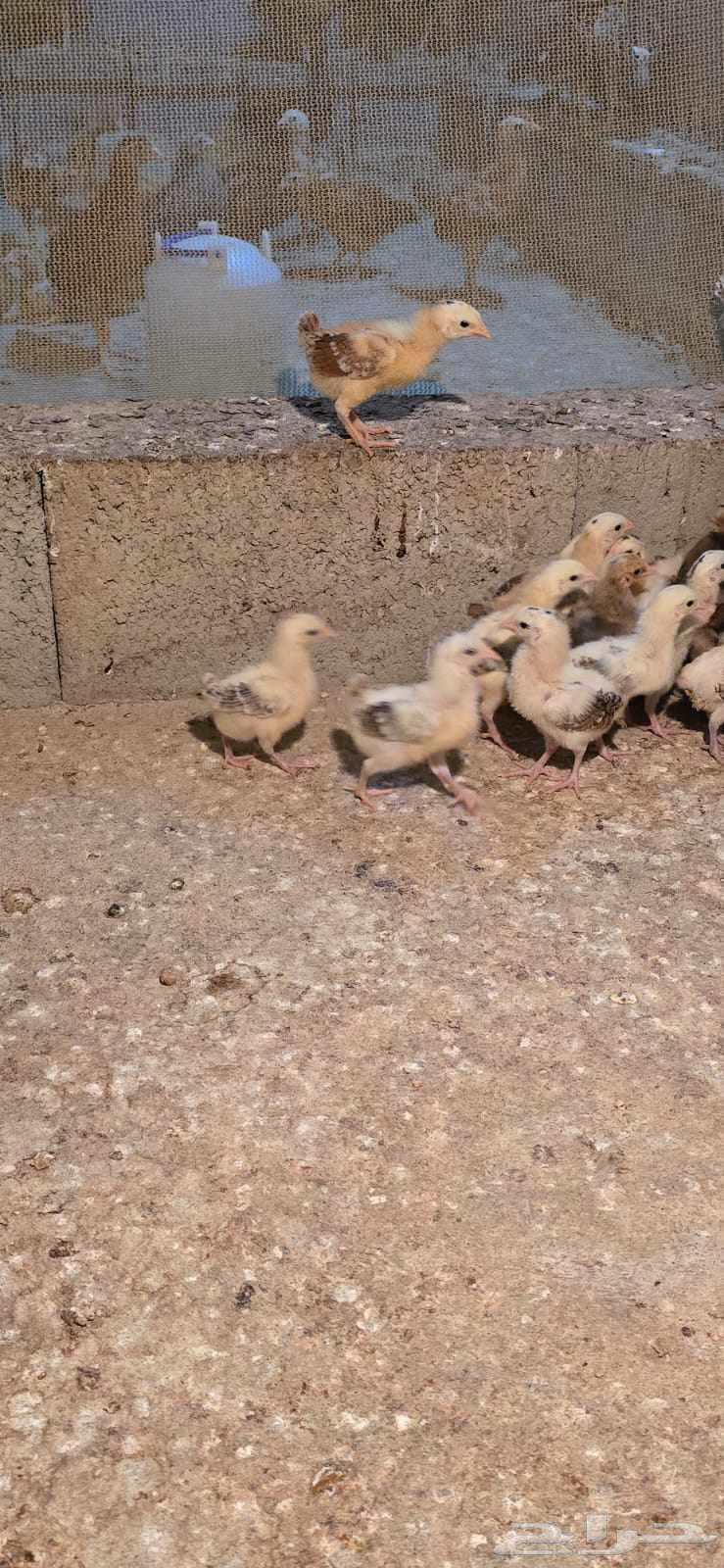 صوص بلدي الوان فواتح مميزه64554928408834113