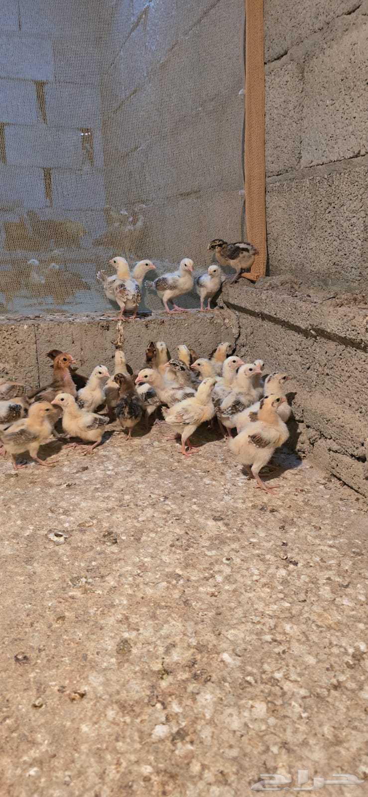 صوص بلدي الوان فواتح مميزه64554928408834114