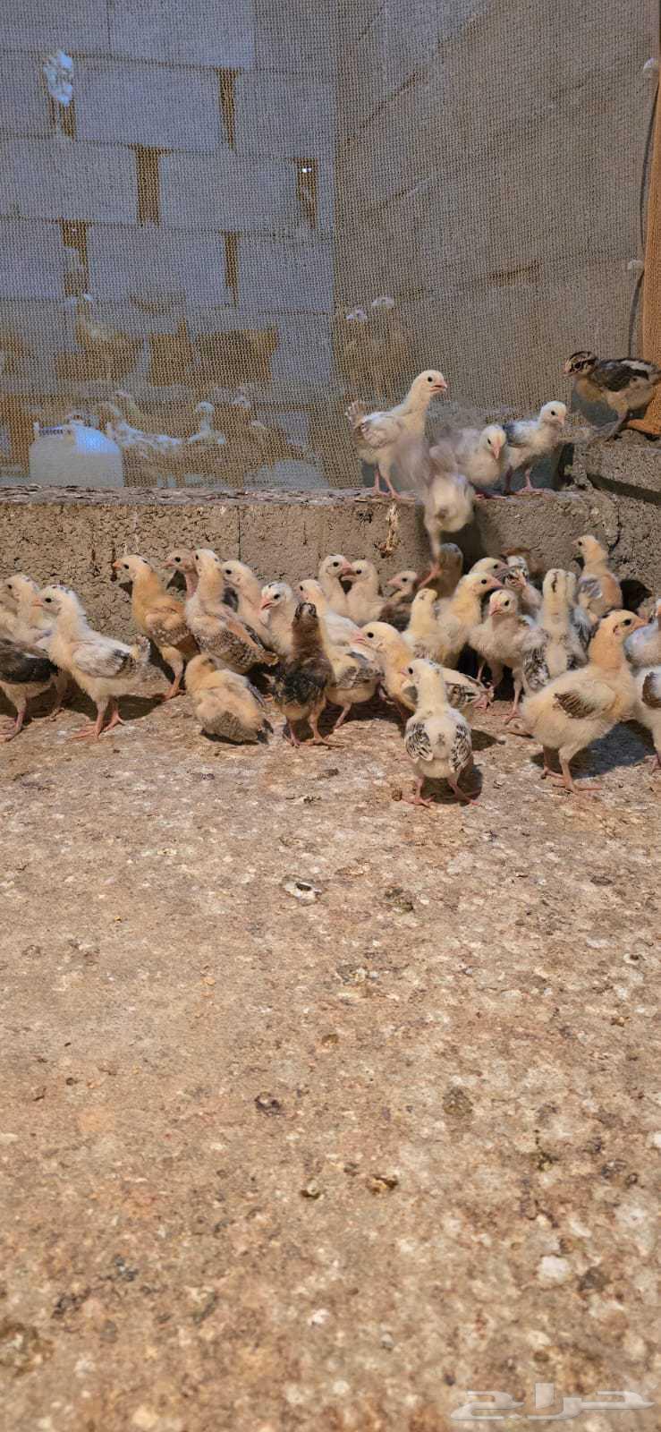 صوص بلدي الوان فواتح مميزه64554928408834112