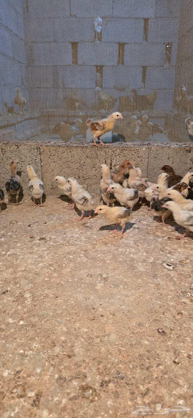 صوص بلدي الوان فواتح مميزه64554928408834111