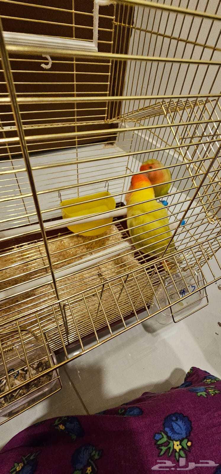 طيور روز للبيع زوجين منتجين ب 1000 ريال64556469667330110