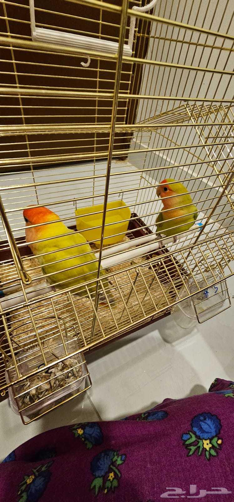 طيور روز للبيع زوجين منتجين ب 1000 ريال64556469667330111