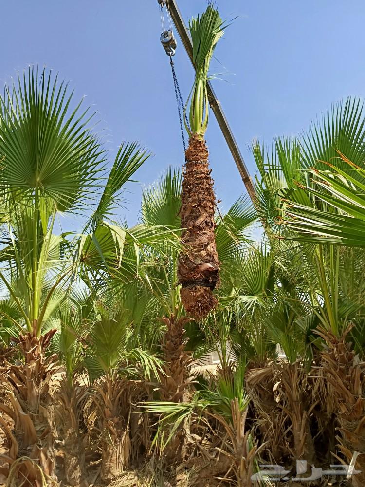 نخيل واشنطونيا زينه للبيع ونخيل عربي64561277507458111