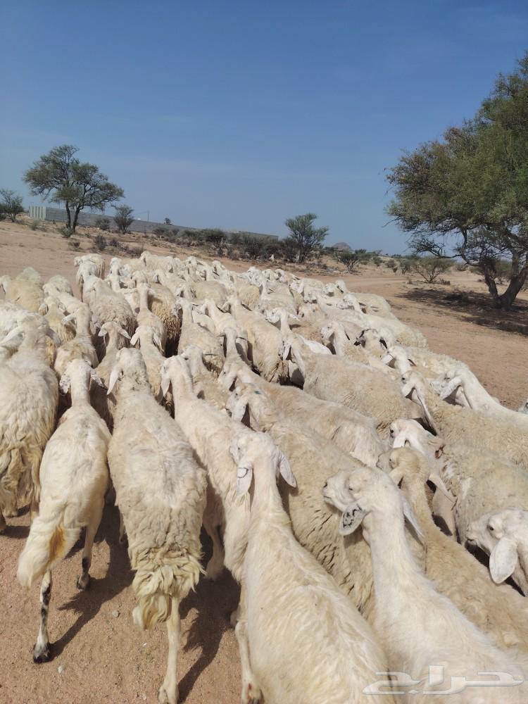 ازين ياأهل ازين غنم قطعه وحده اجروم واشعره نضيفه64555985341058112