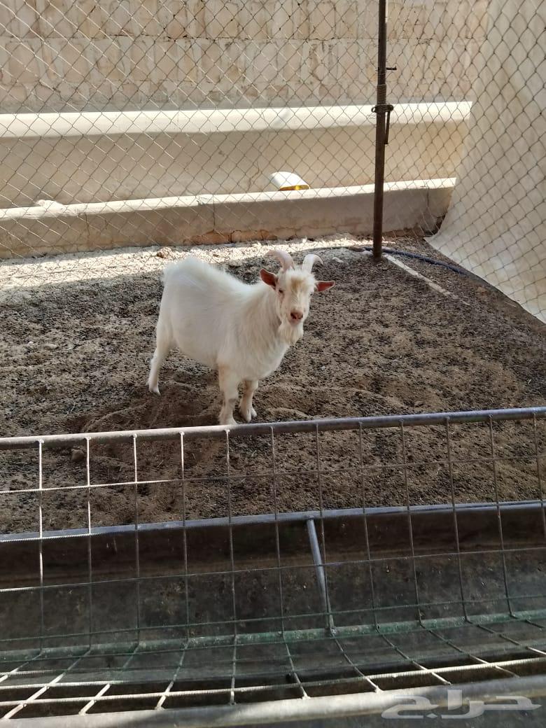 تيوس عدد 3 للبيع64560642358915110