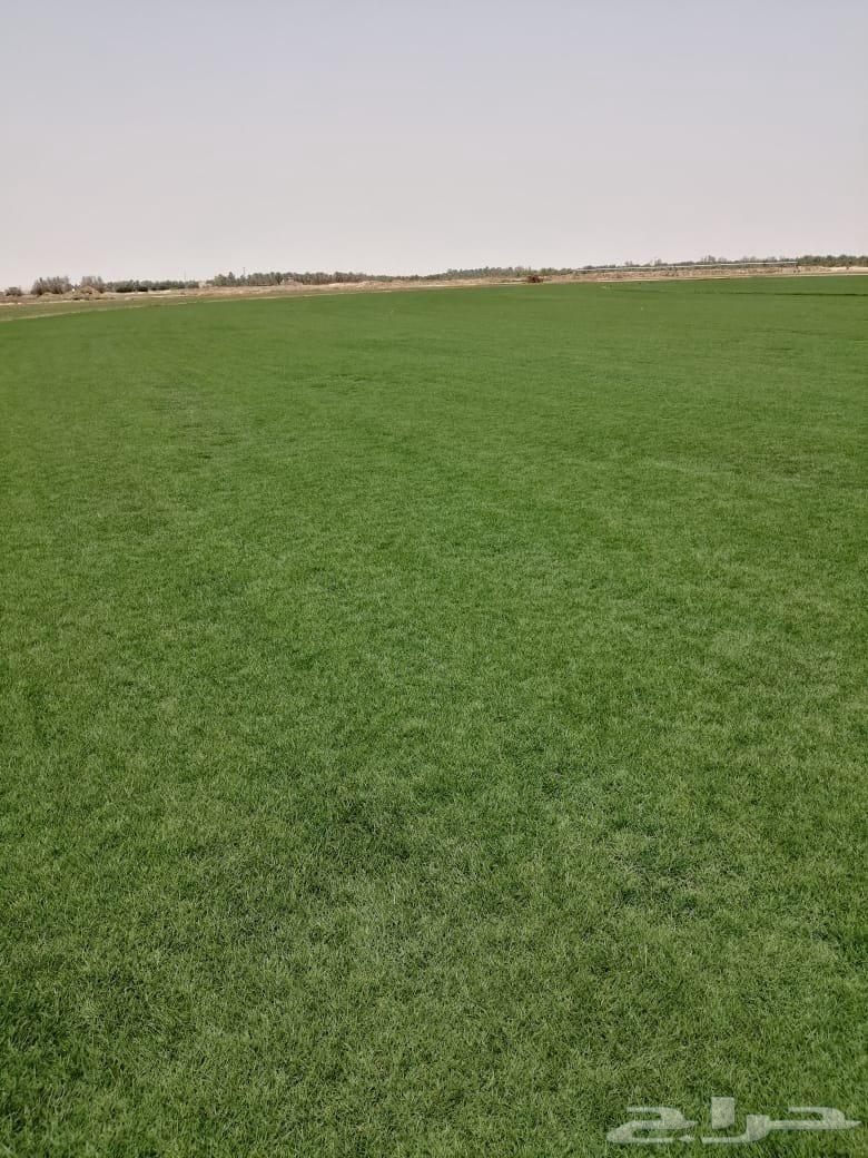 نجيله طبيعيc2000 ثيل طبيعي64554259015298114