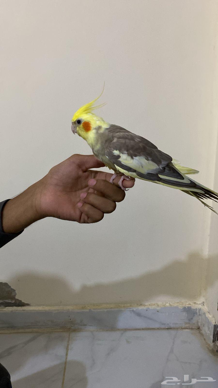 انثى كروان أليف64562051913986110