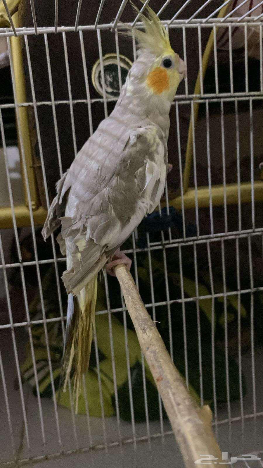 زوج كروان أليف مع انتاجه64553468130947113