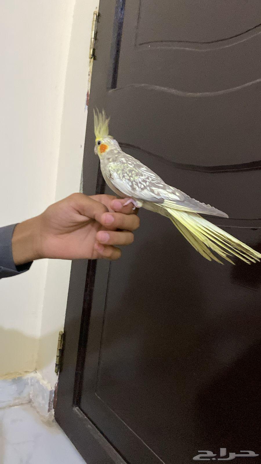 زوج كروان أليف مع انتاجه64553468130947111