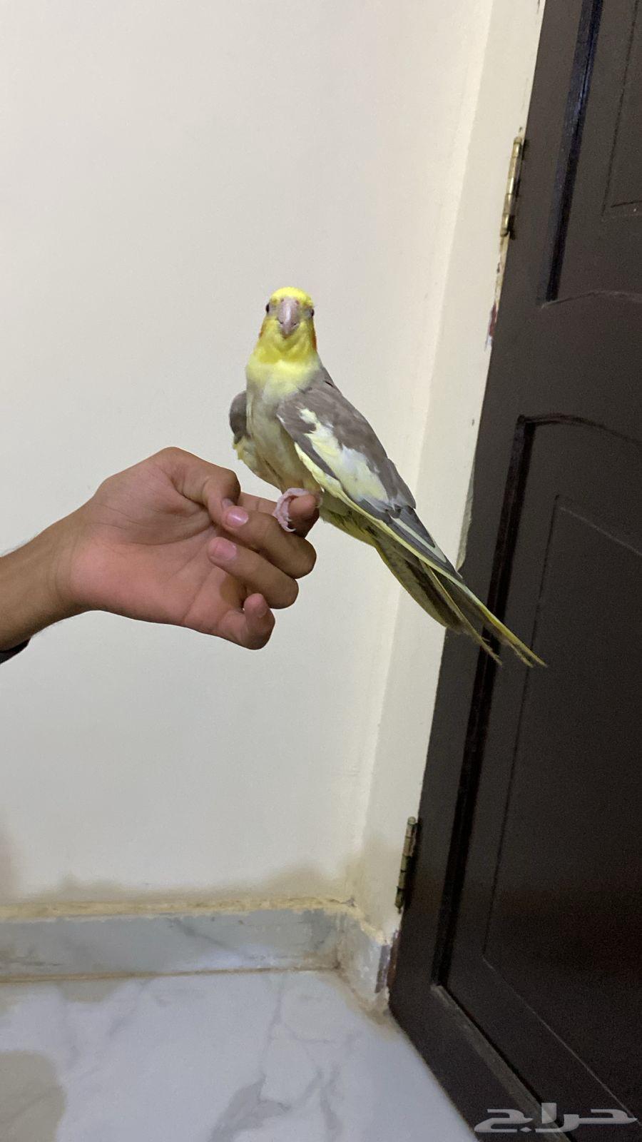 انثى كروان أليف64562051913986111