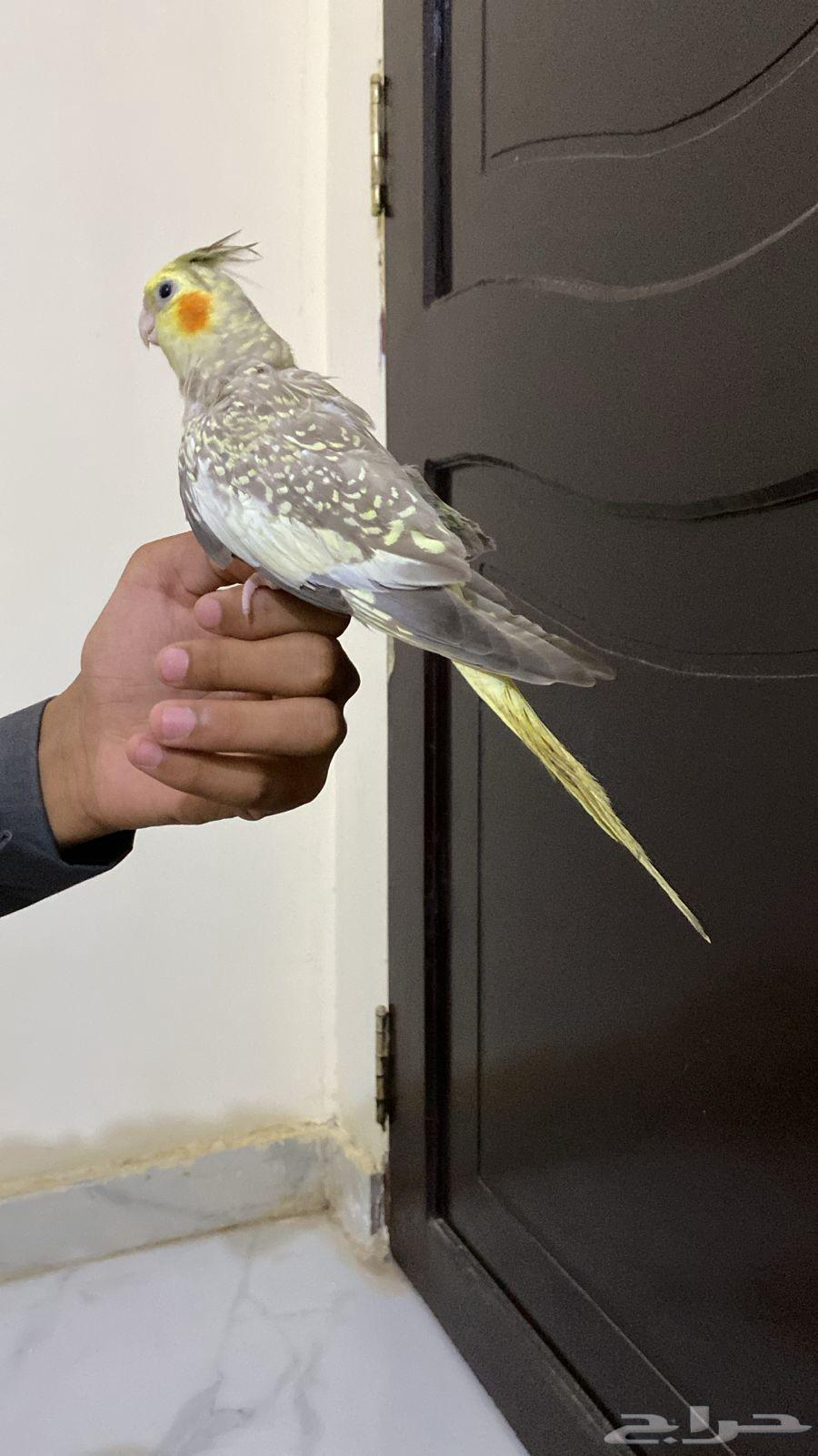 زوج كروان أليف مع انتاجه64553468130947112