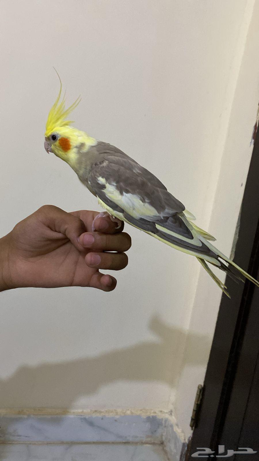 انثى كروان أليف64562051913986112