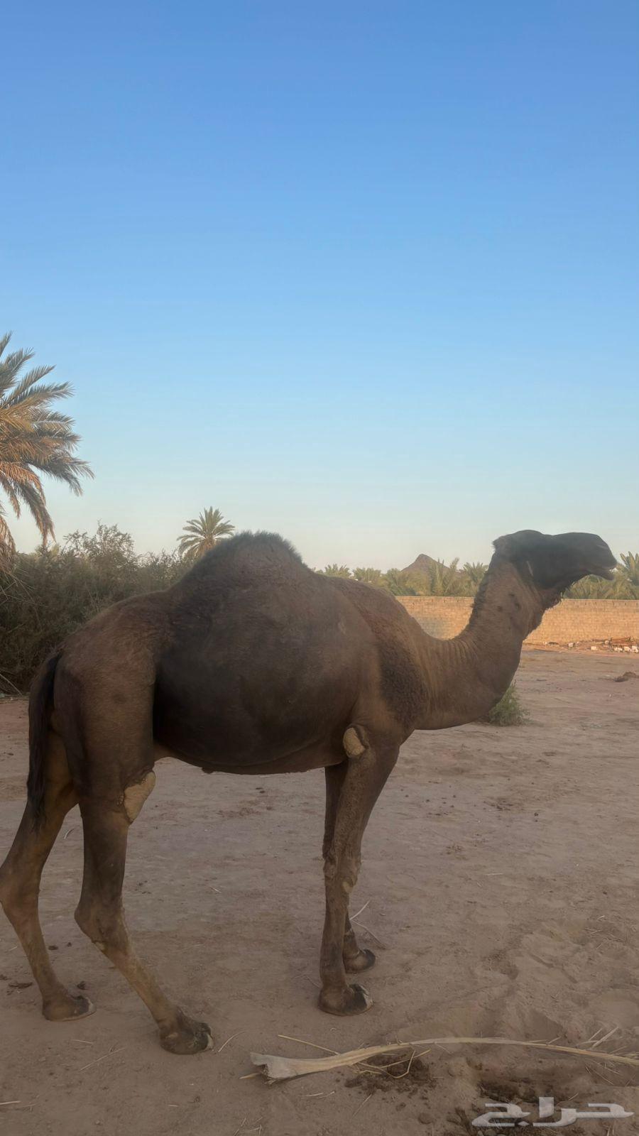 Red, well-built camel64555054197889110
