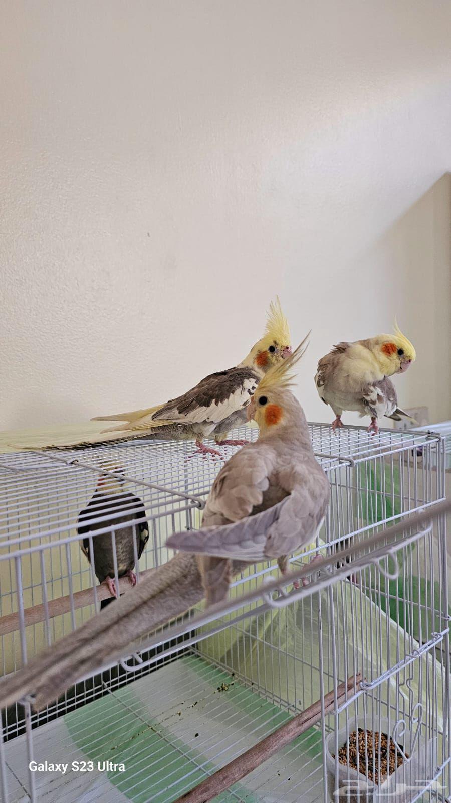 طيور كروان (كوكتيل) للبيع64557837888899110