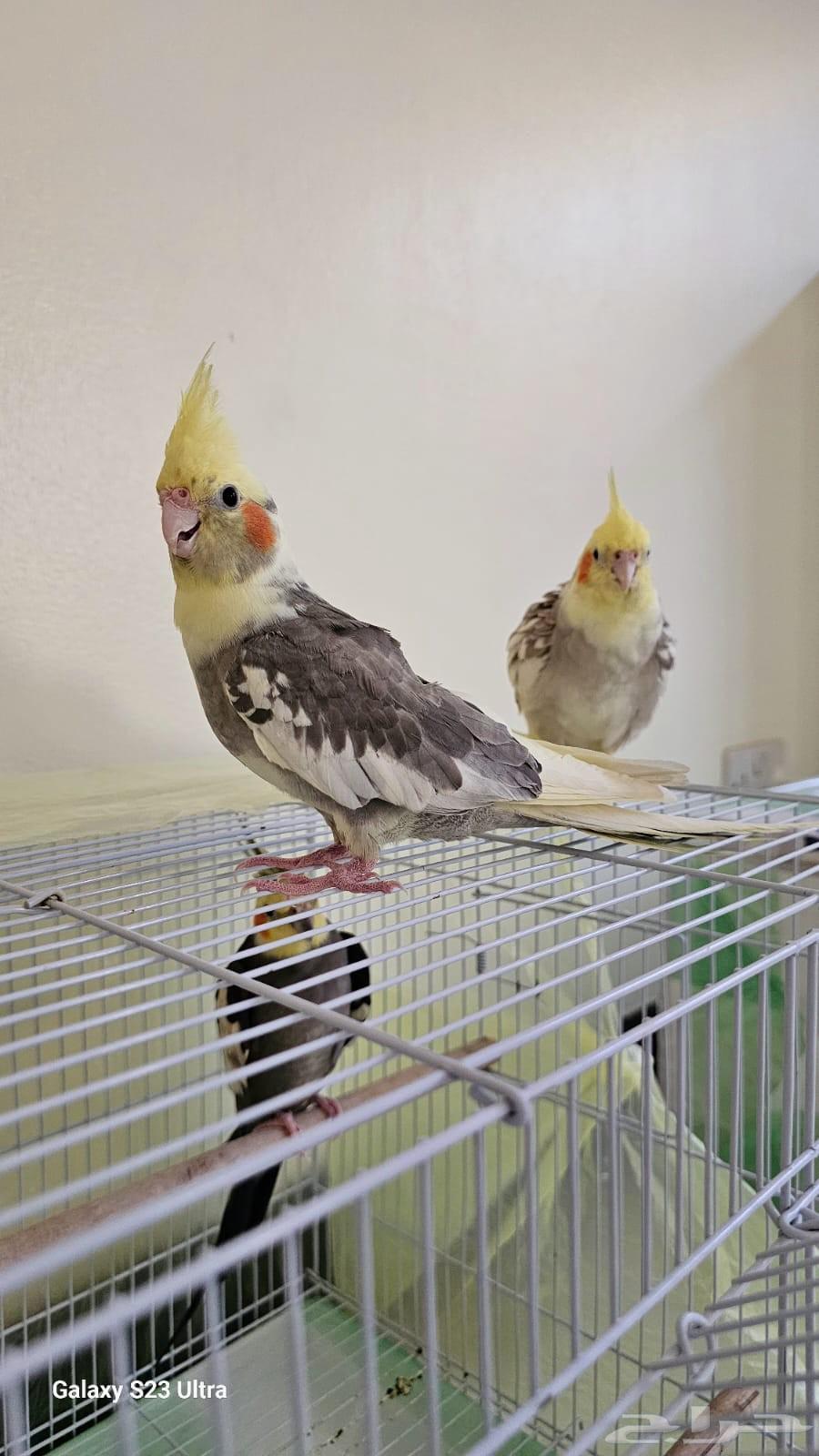 طيور كروان (كوكتيل) للبيع64557837888899112