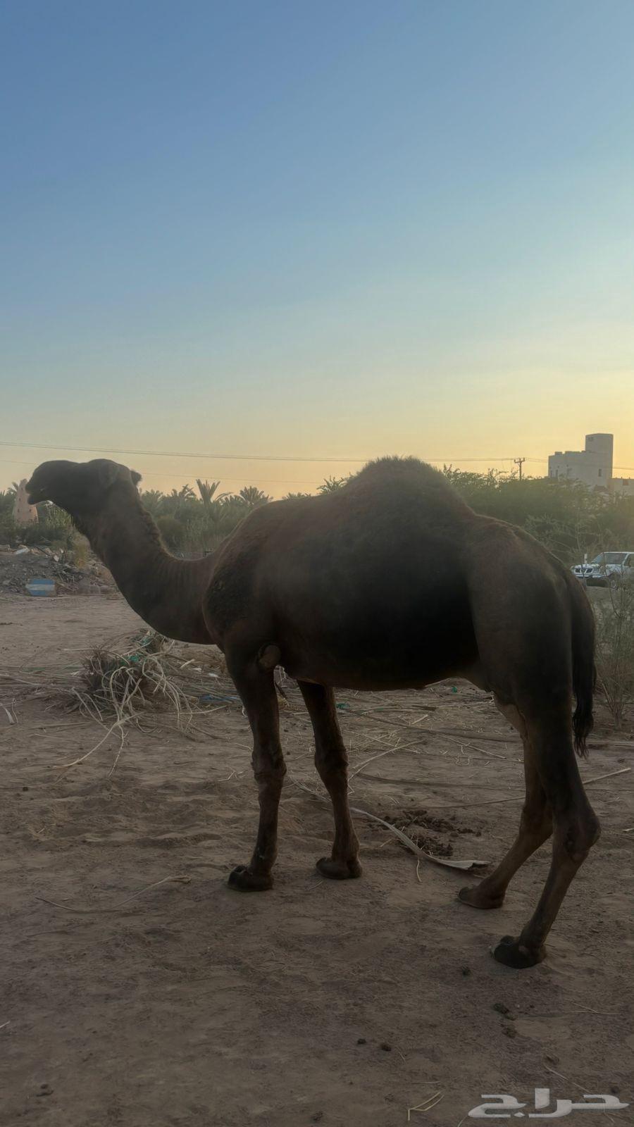 Red, well-built camel64555054197889111