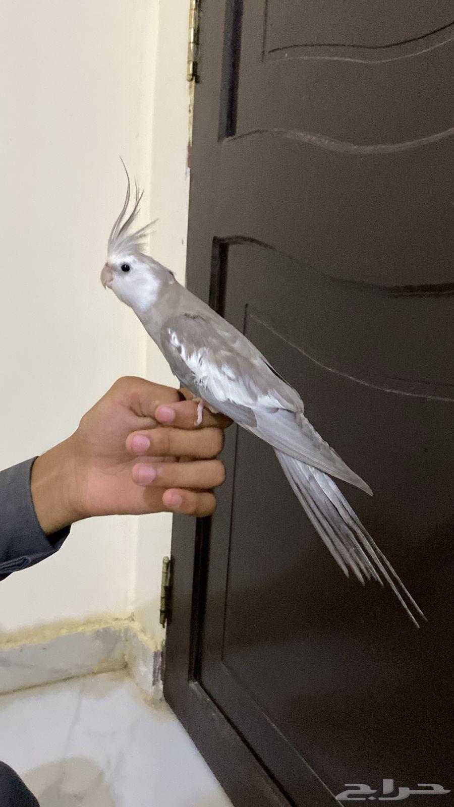 زوج كروان أليف مع انتاجه64553468130947110