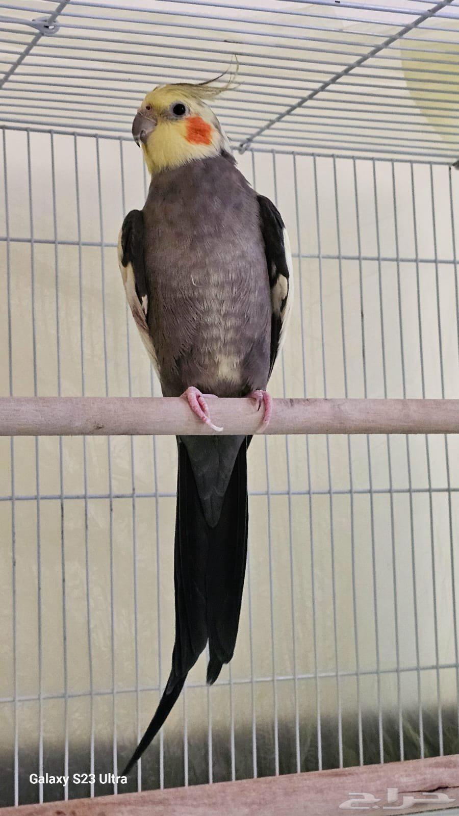 طيور كروان (كوكتيل) للبيع64557837888899114