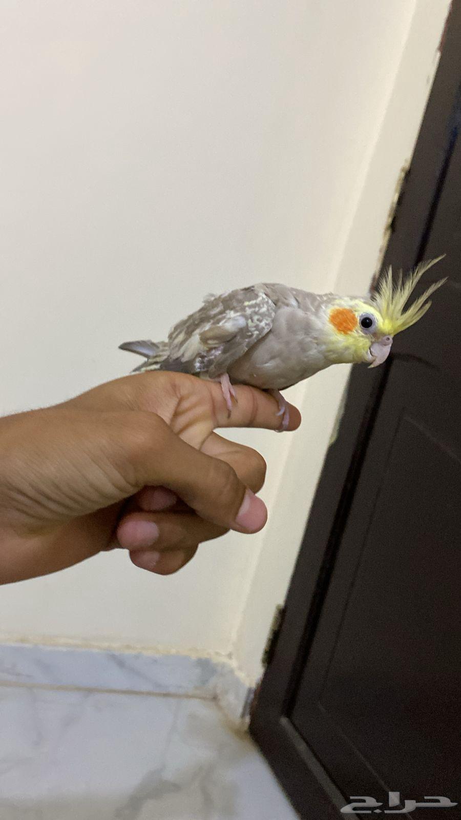 زوج كروان أليف مع انتاجه64553468130947114