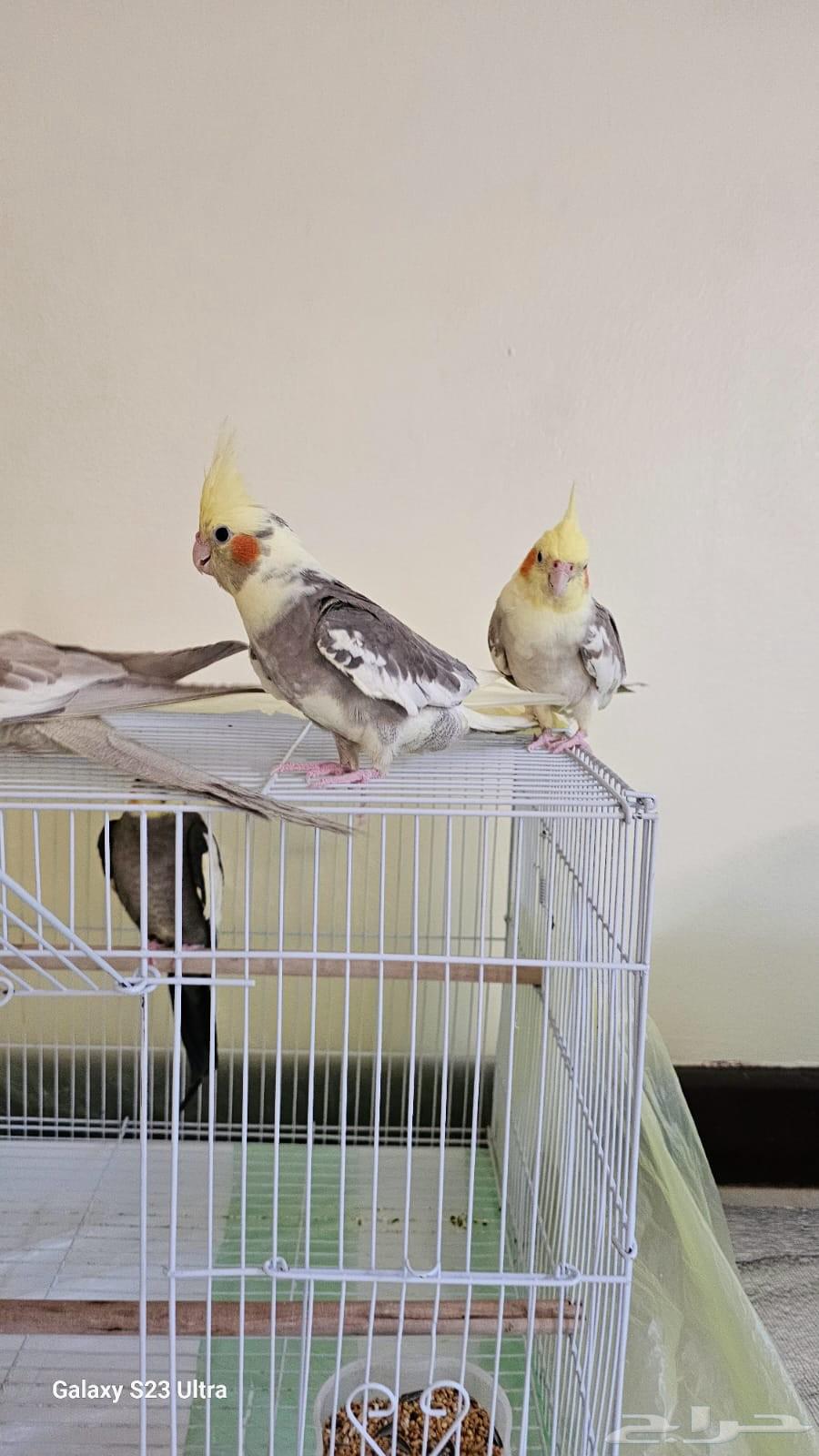 طيور كروان (كوكتيل) للبيع64557837888899113