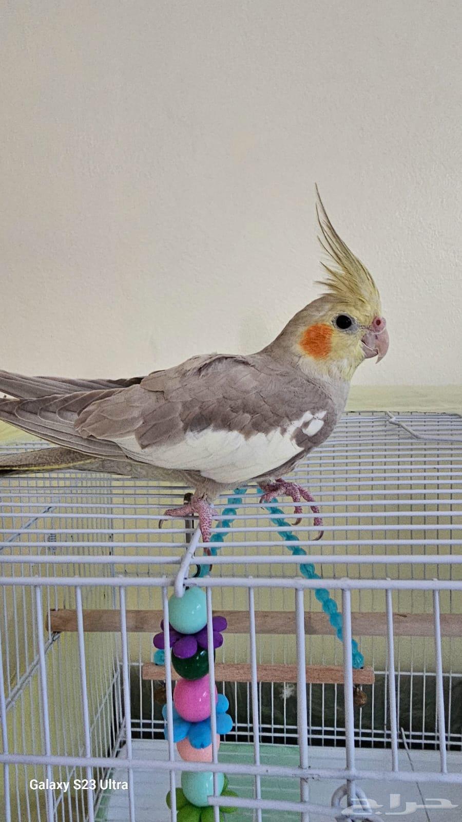 طيور كروان (كوكتيل) للبيع64557837888899111