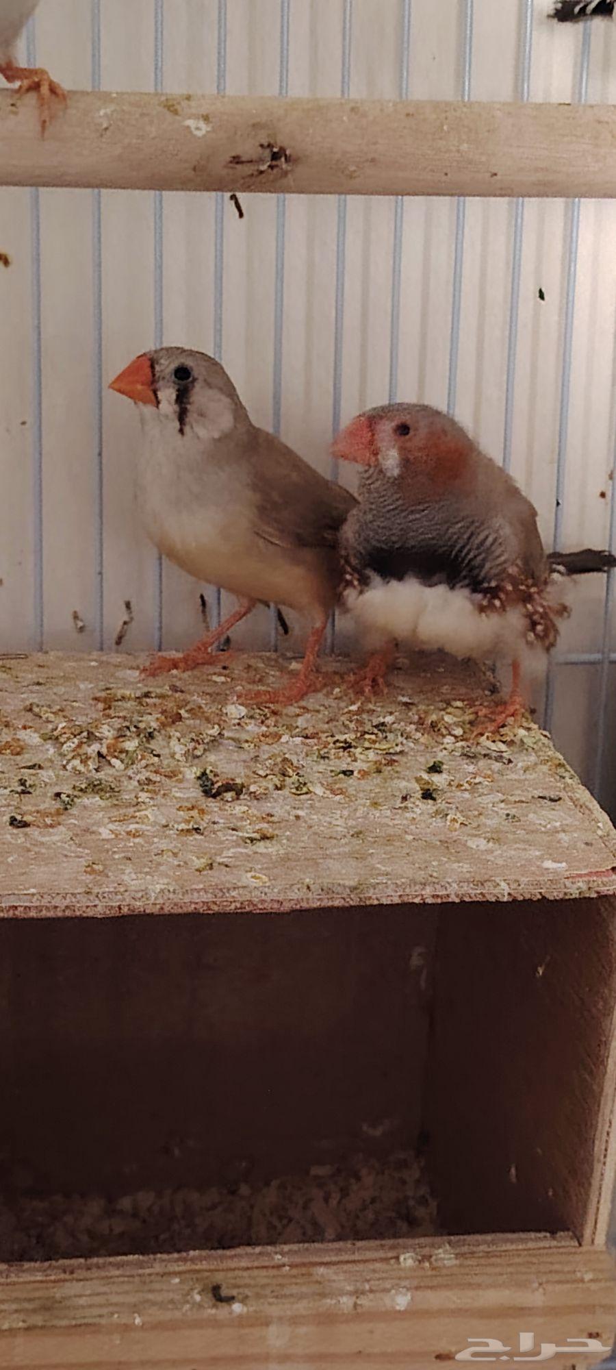 طيور زيبرا للبيع64555927801603114