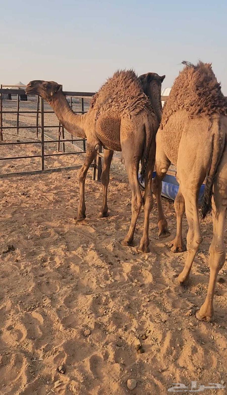 حشو قصب للبيع64497013641729110