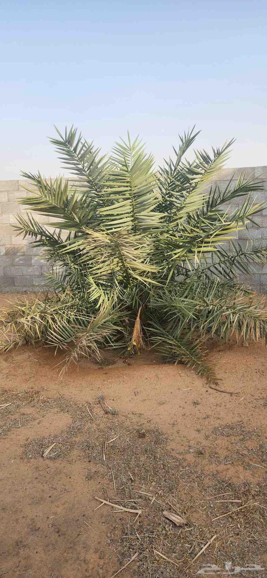 Date palms for sale in Al-Qassim, Al-Badai64559743692034113
