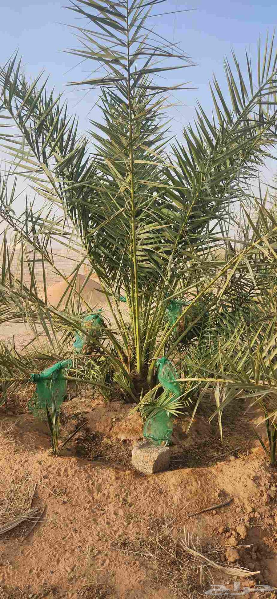 Date palms for sale in Al-Qassim, Al-Badai64559743692034110