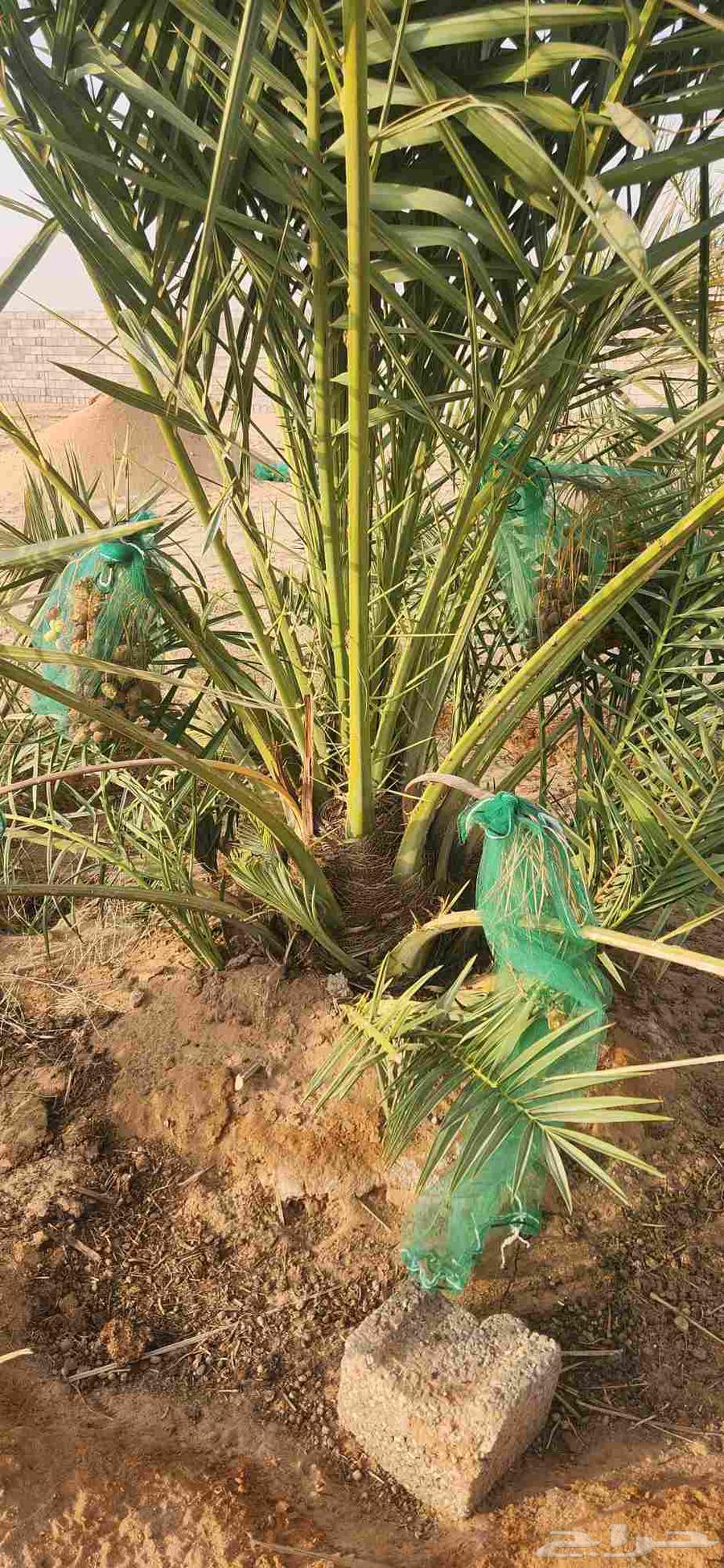 Date palms for sale in Al-Qassim, Al-Badai64559743692034111