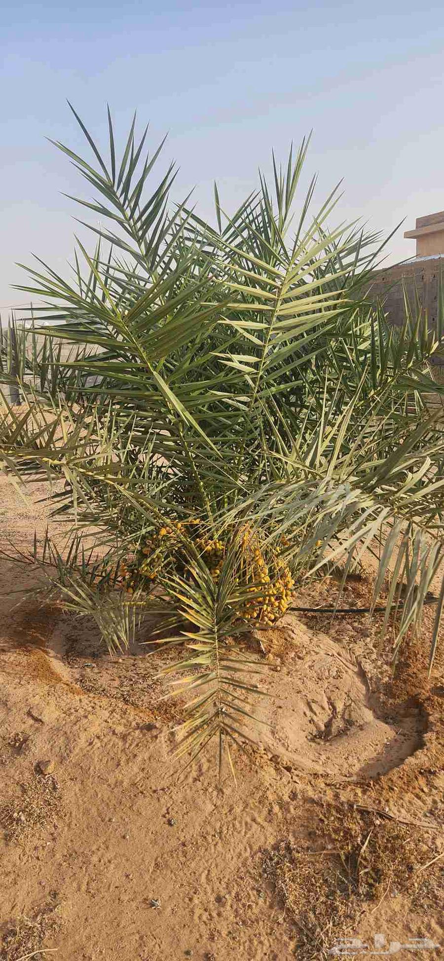 Date palms for sale in Al-Qassim, Al-Badai64559743692034112
