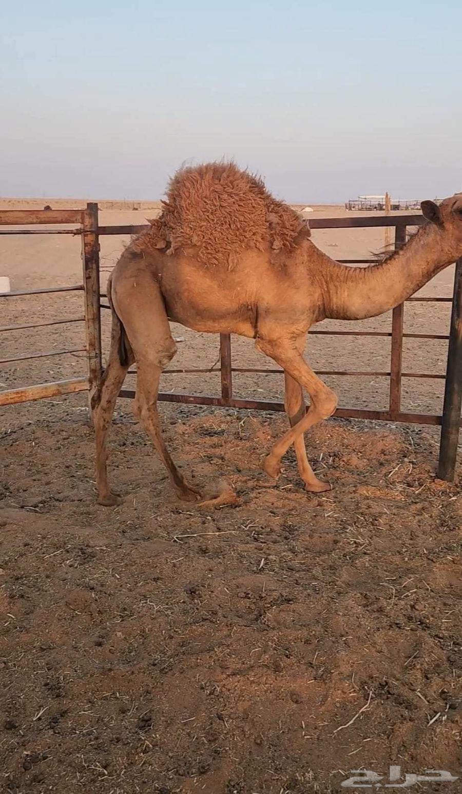 قعود قصب للبيع64555461250435110