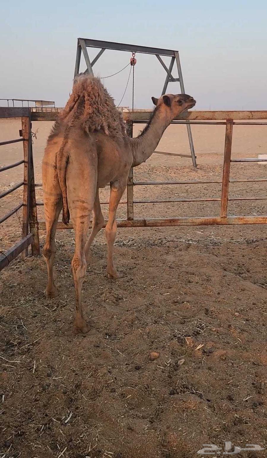 قعود قصب للبيع64555461250435112