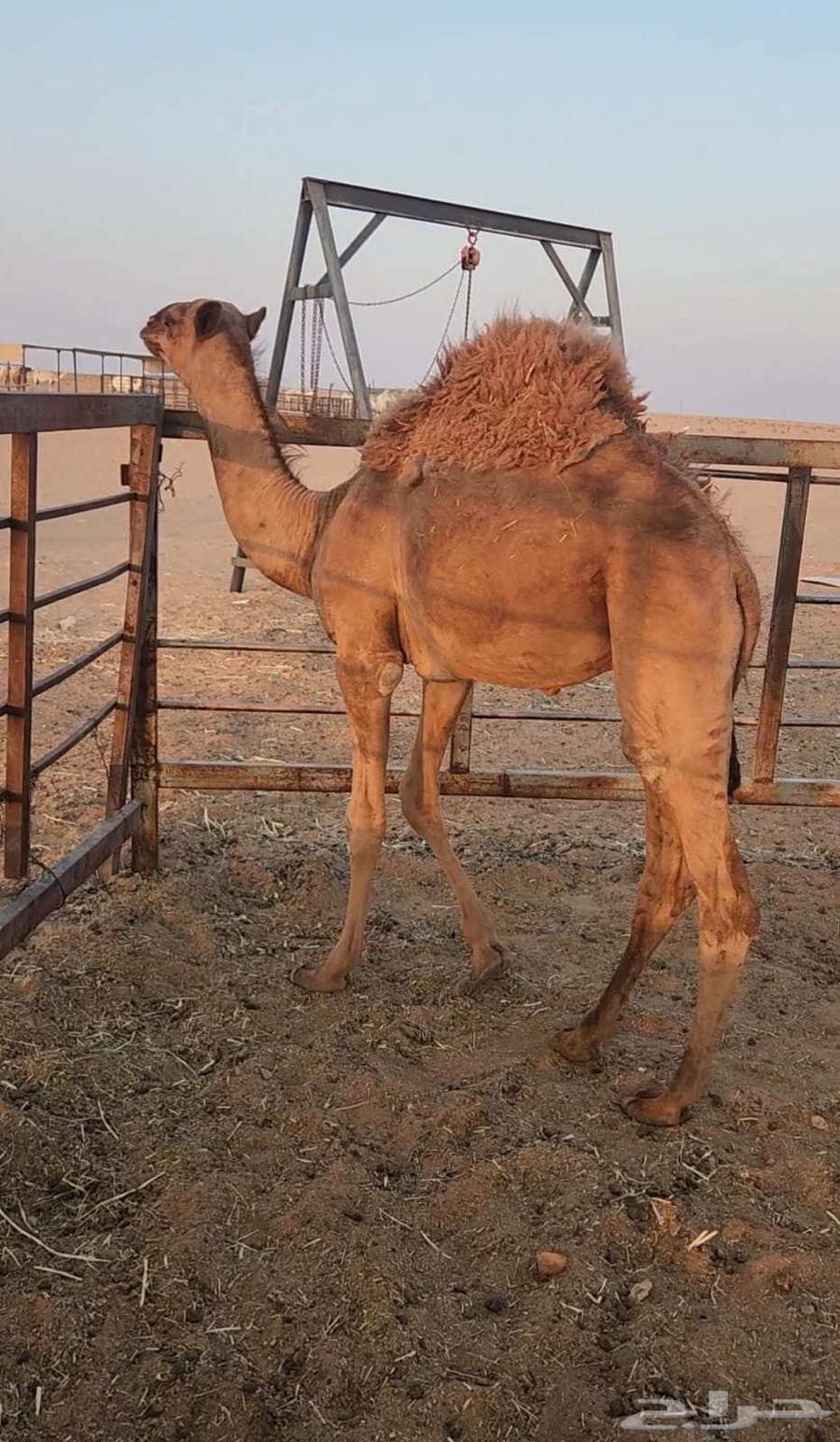 قعود قصب للبيع64555461250435111