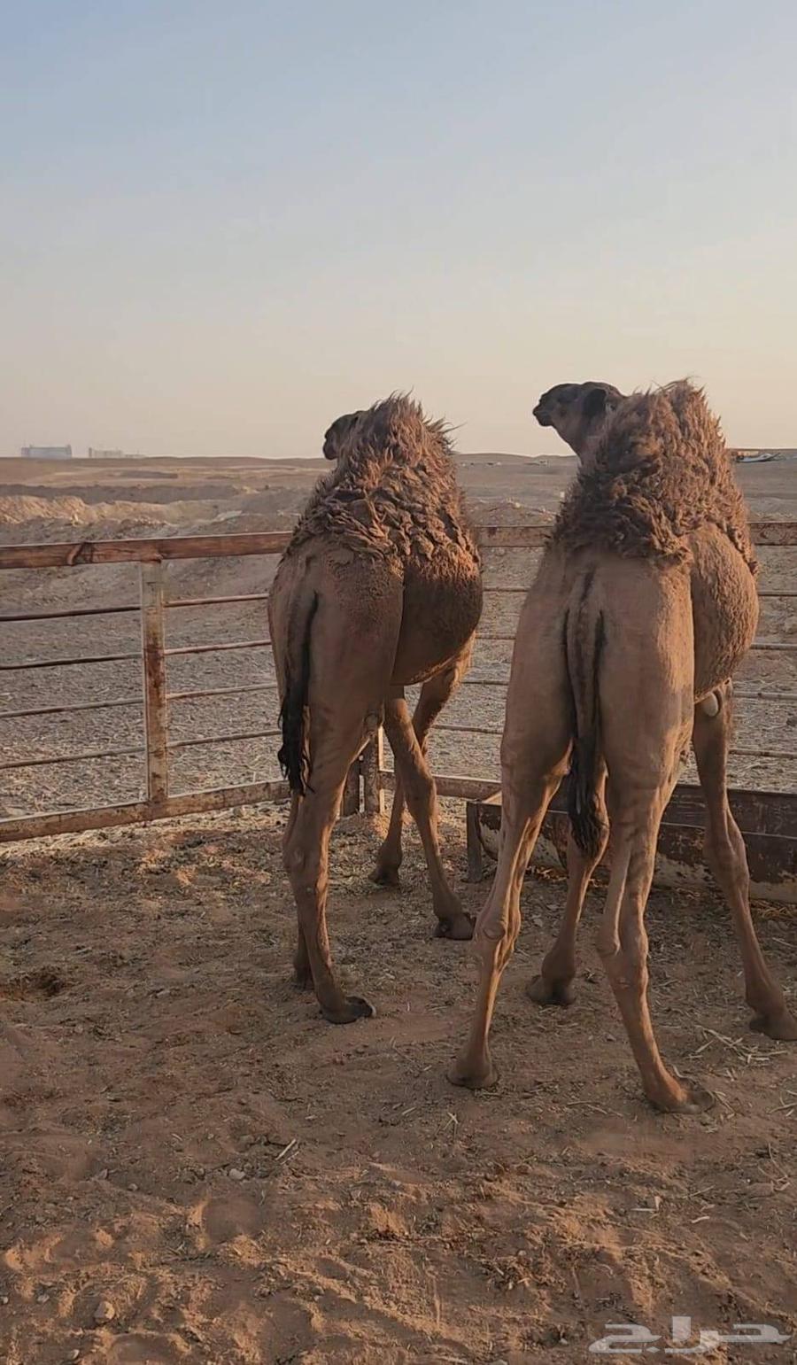 حشو قصب للبيع64497013641729111