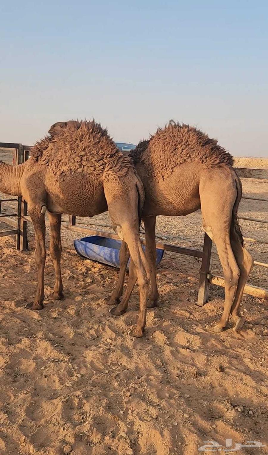 حشو قصب للبيع64497013641729112