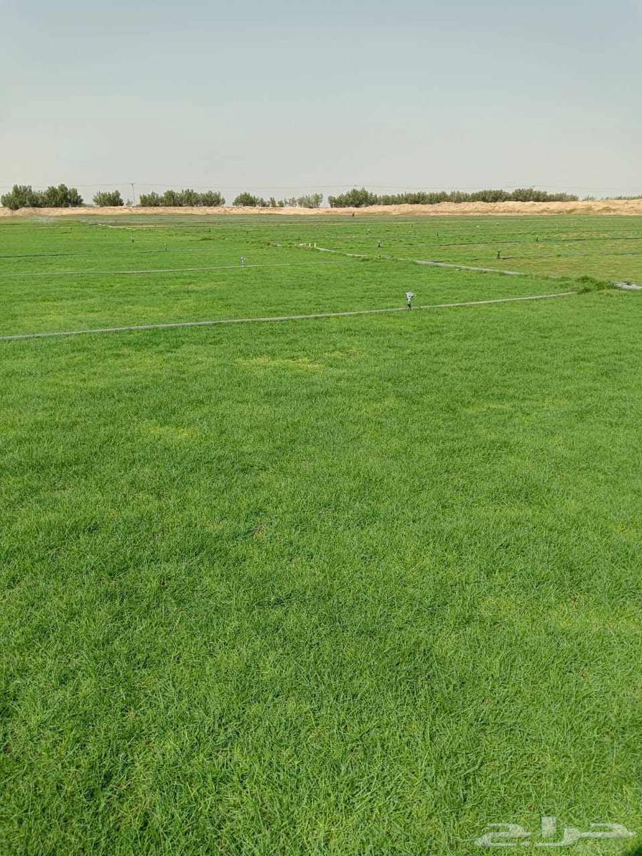 نجيله طبيعيc2000 ثيل طبيعي64554259015298110