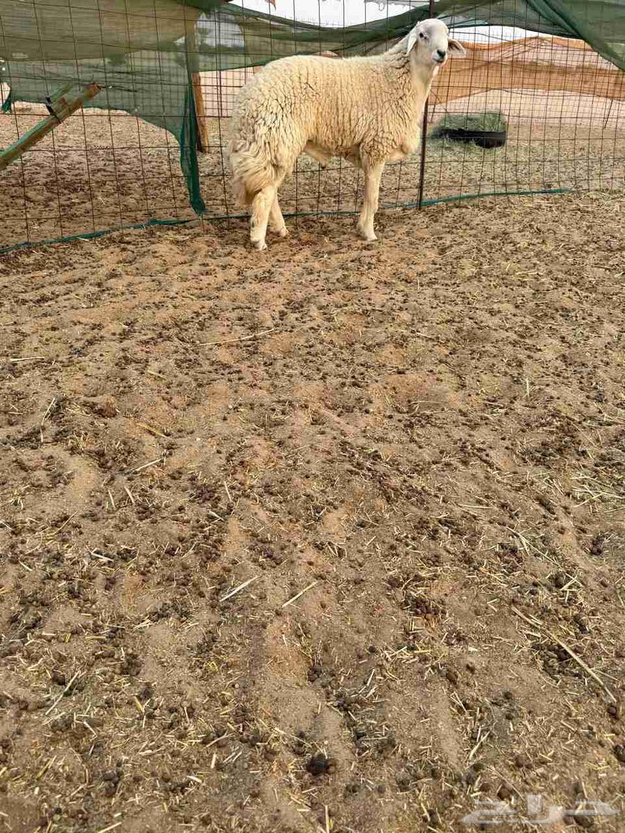 طلي حري ثني مشروط صوووفه ملكيه64560290820482111