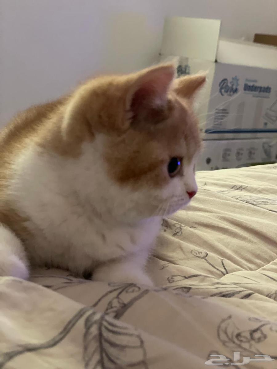 للبيع أنثى سكوتش ستريت ابيور64555236039170113