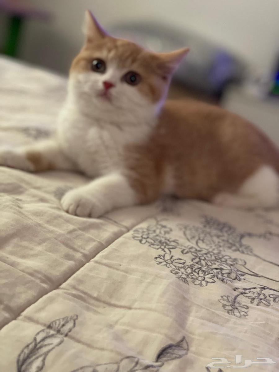 للبيع أنثى سكوتش ستريت ابيور64555236039170112