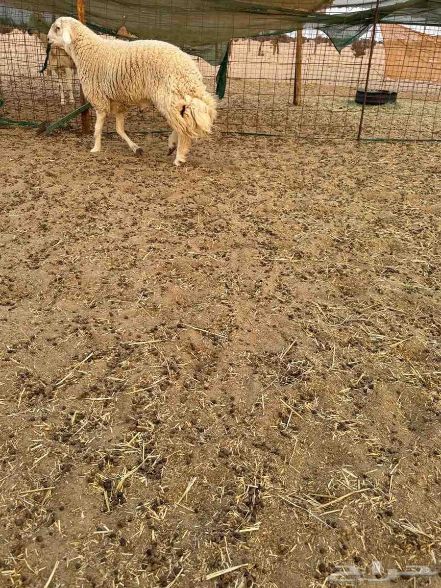 طلي حري ثني مشروط صوووفه ملكيه64560290820482110