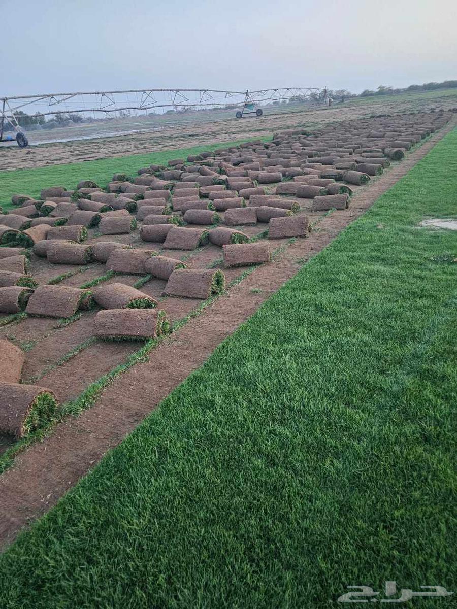 لبيع نجيله طبيعيه خضراء64555687250690112