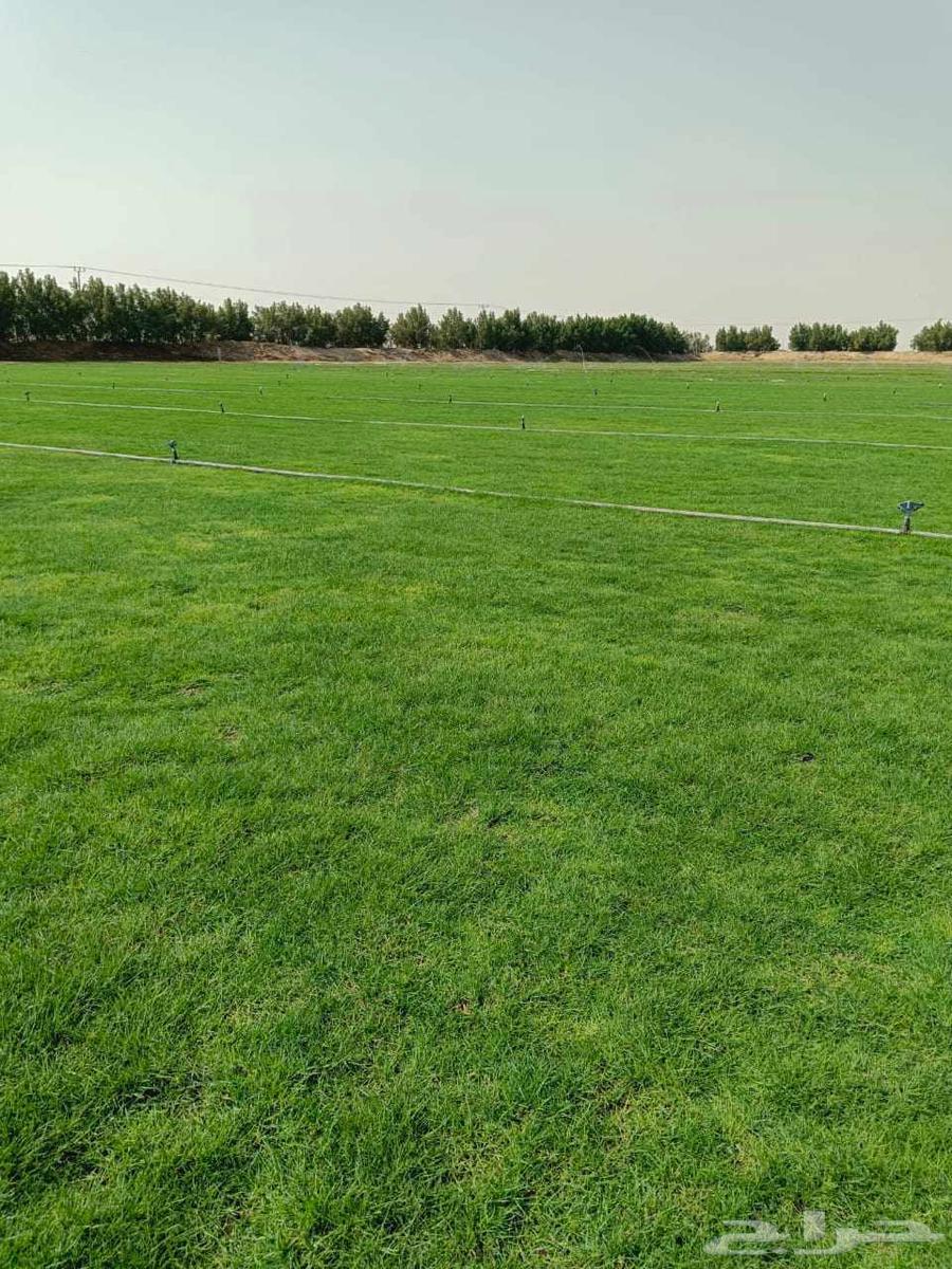 نجيله طبيعيc2000 ثيل طبيعي64554259015298111