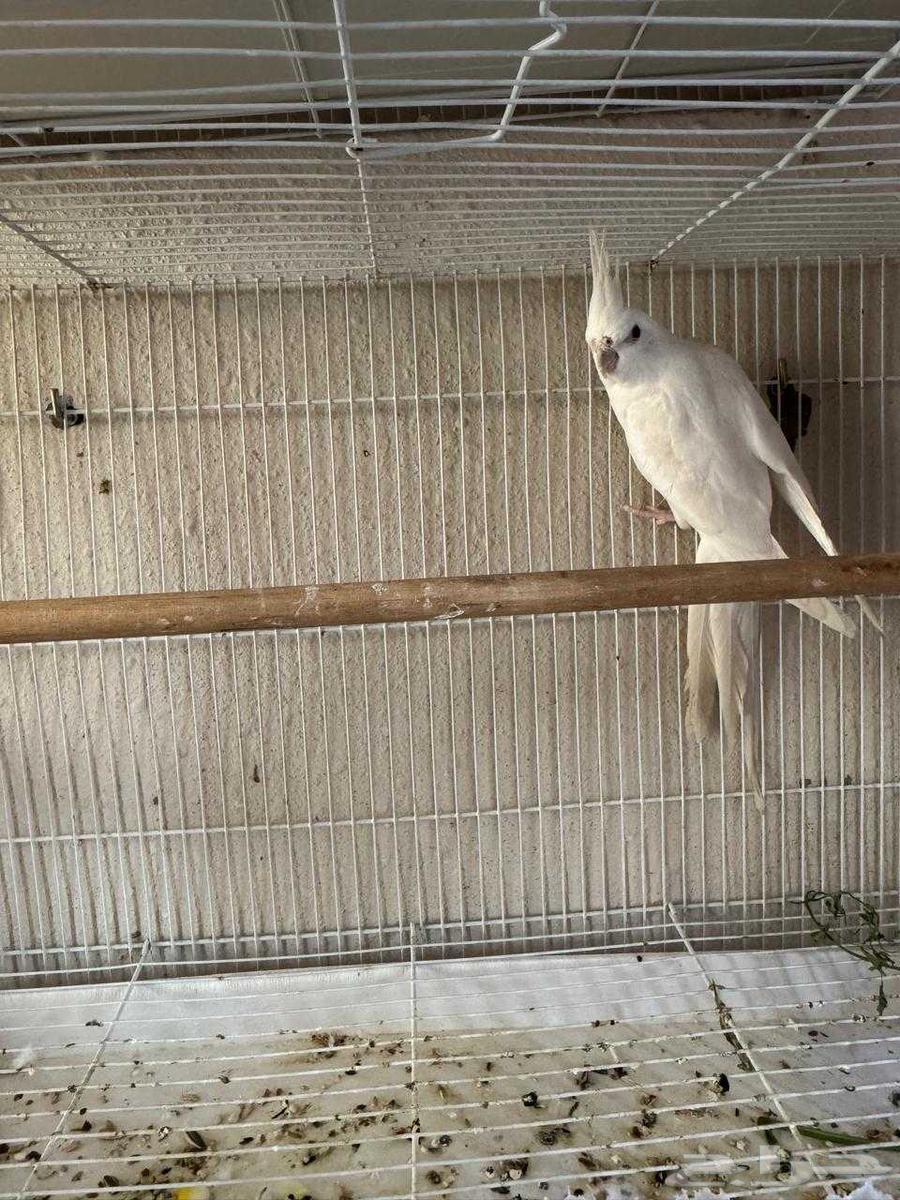 ذكر كروان منتج قبل تم البيع64559463859715110