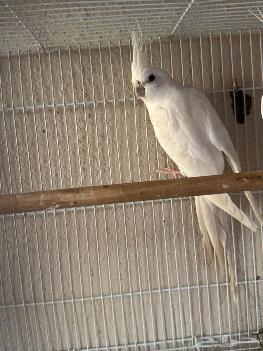 ذكر كروان منتج قبل تم البيع64559463859715111