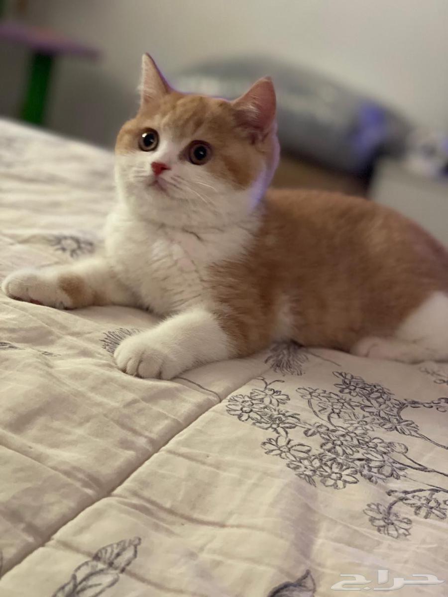 للبيع أنثى سكوتش ستريت ابيور64555236039170110