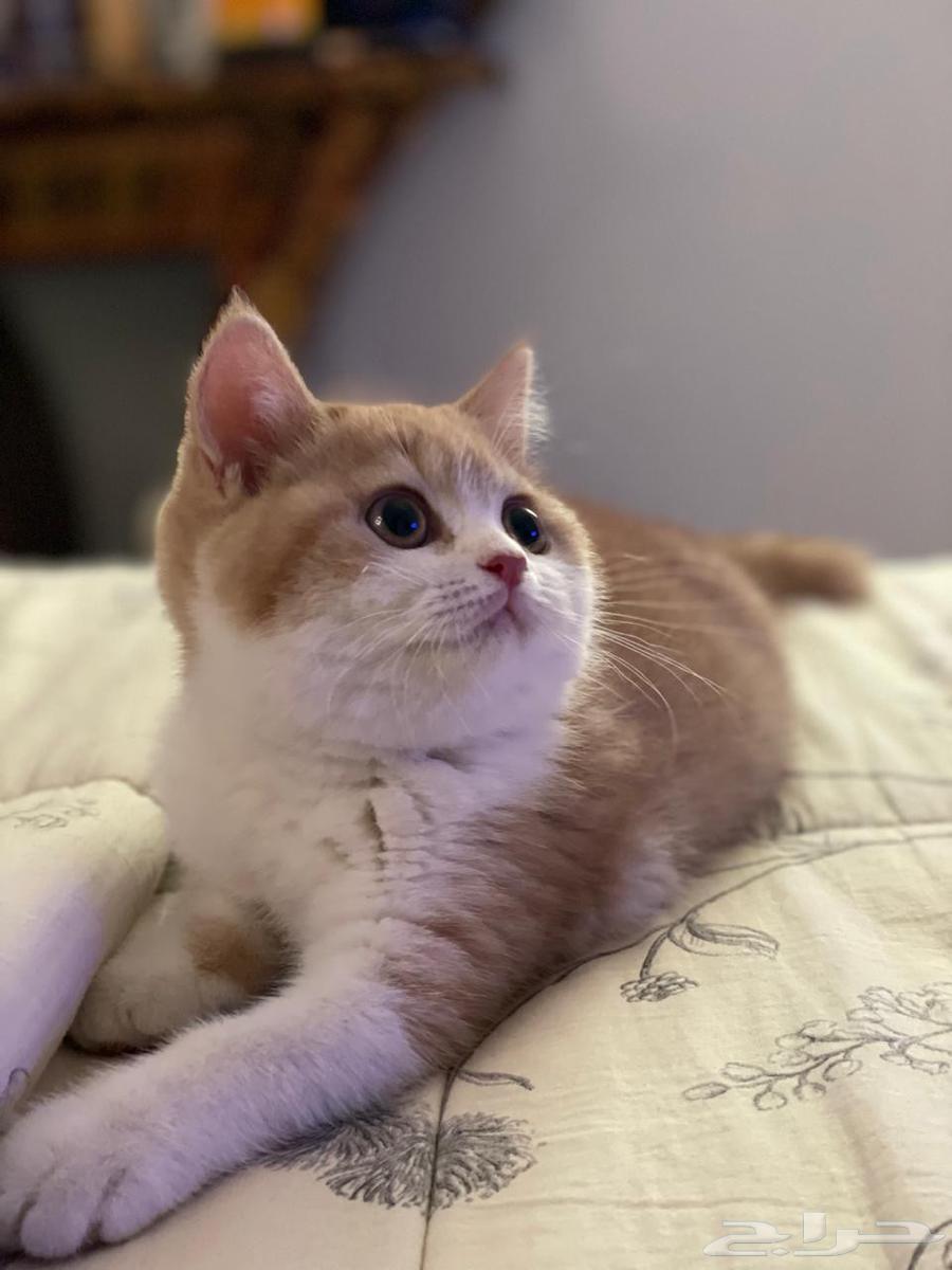 للبيع أنثى سكوتش ستريت ابيور64555236039170111