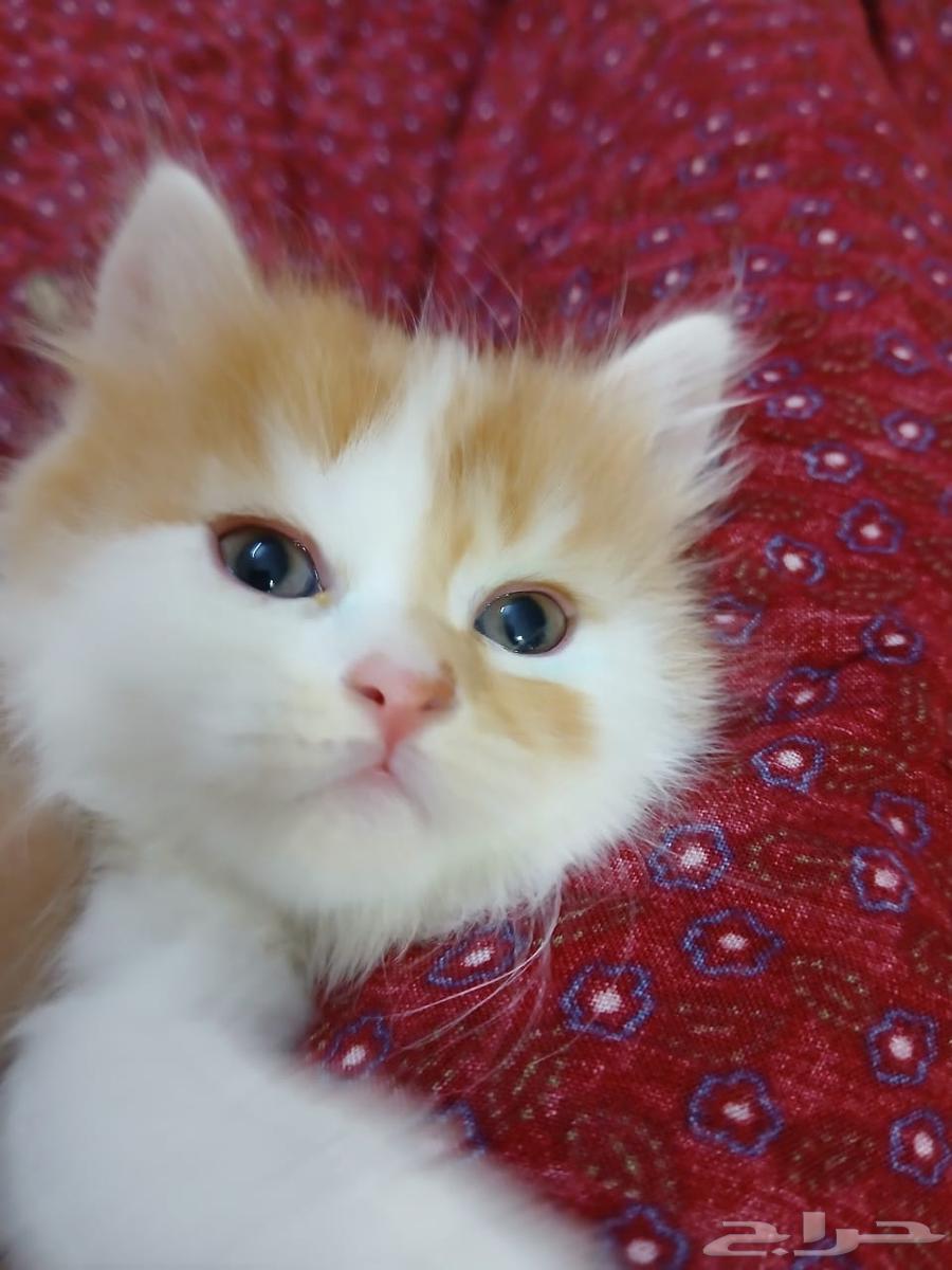 Bashe Sharazi for sale, 35 days old, insha'Allah, blessed is the Most Merciful64555082042883113